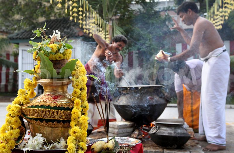 how to celebrate thai pongal