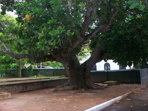 kaduru tree