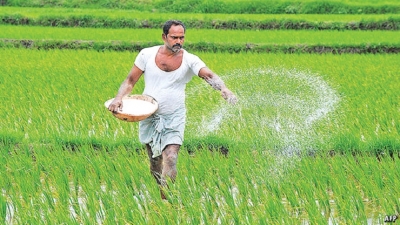 On time Rains brightens outlook for re-consolidation of paddy cultivation