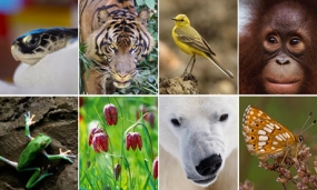 A program to educate tourists on biodiversity