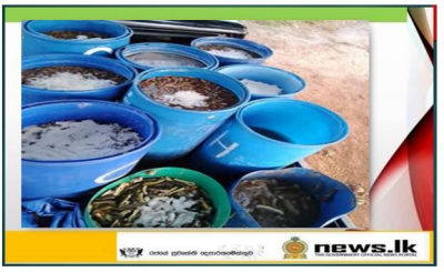 Navy takes hold of over 72000 illegally transported sea cucumber stock with 02 suspects