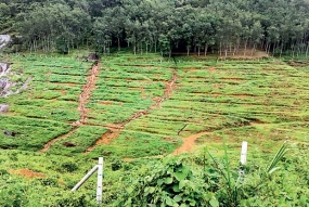 Tax concessions for agricultural lands on long lease