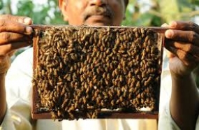 Bee Keeping Village Program to be launched