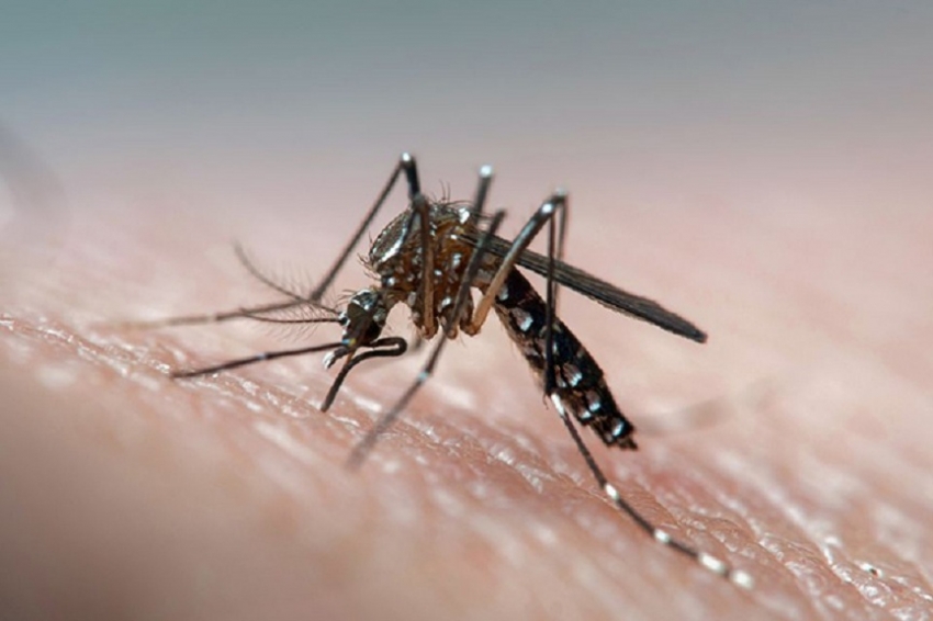 Dengue cases  double in 2019