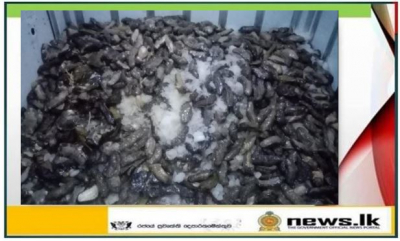    About 4540kg of illegally harvested sea cucumber held at Kudawella fishery harbour