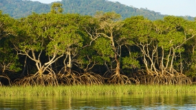Lanka to give leadership for Mangrove Conservation in Commonwealth