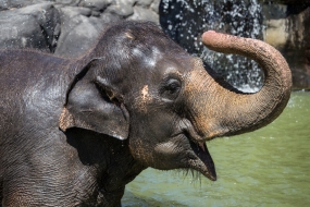 Another Lankan elephant calf to Auckland Zoo