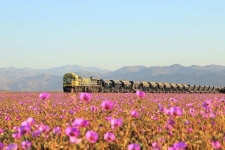 Chile's Atacama Desert becomes floral wonderland