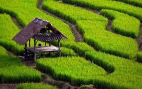 Paddy Land Database to be revised