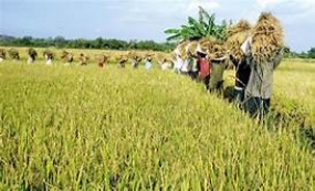 Govt. to introduce a fertilizer subsidy for organic paddy farmers
