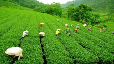 Tea Stakeholders plan Road Map-2030