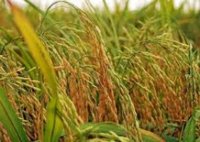 Govt. allocate Rs.8 bn for paddy purchasing