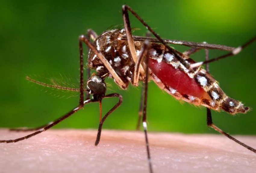 Record high dengue cases this year