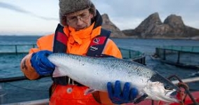 Vaccinating salmon: How Norway avoids antibiotics in fish farming