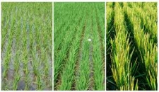 Cultivation of paddy begins in Kimbulawela model fields