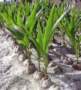 Coconut saplings distributed free of charge by 7 programs
