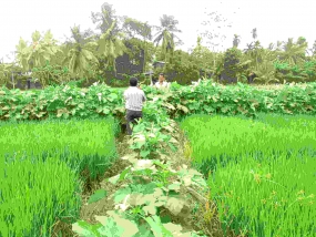 Chinese investors interested in Sri Lanka&#039;s agriculture sector