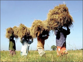 Anuradhapura Paddy Farmers to benefit