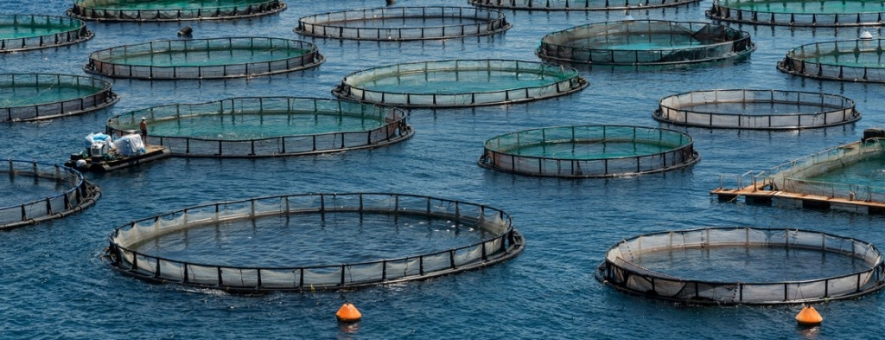 ‘Aqua culture battle’ to uplift fisheries sector