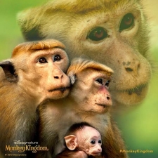 $16.4 million "Monkey Kingdom" launched today in Sri Lanka