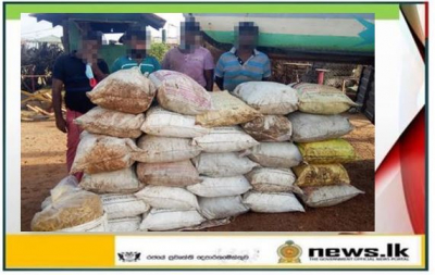 Navy seizes over 2000kg of smuggled dried turmeric in 03 days at Mannar