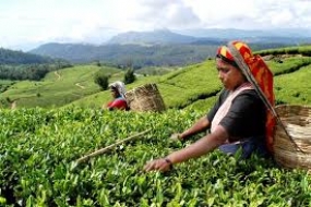 Capital loan scheme to assist tea industrialists