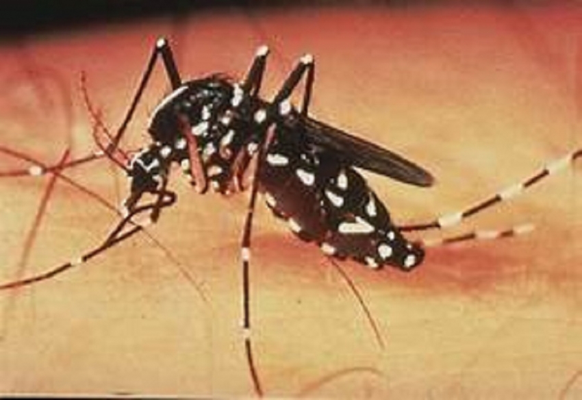 Ministry warns of Dengue outbreak