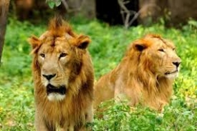 India&#039;s lion population sees 27% increase