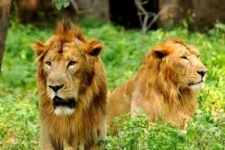 India's lion population sees 27% increase