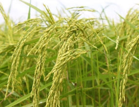 New variety of aromatic paddy introduced