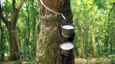 Rubber guaranteed price payments commences
