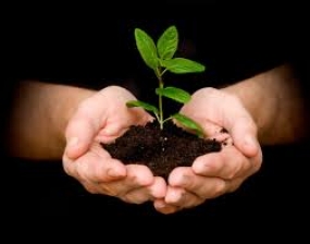 ‘Wana Ropa’ National Tree Planting Programme