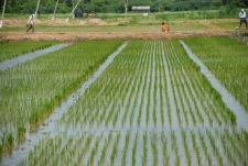 A'pura Paddy Cultivation under Parachute System