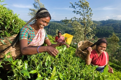 EDB  to revive tea exports