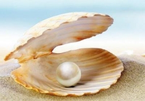 NARA decides to reinitiate pearl culture