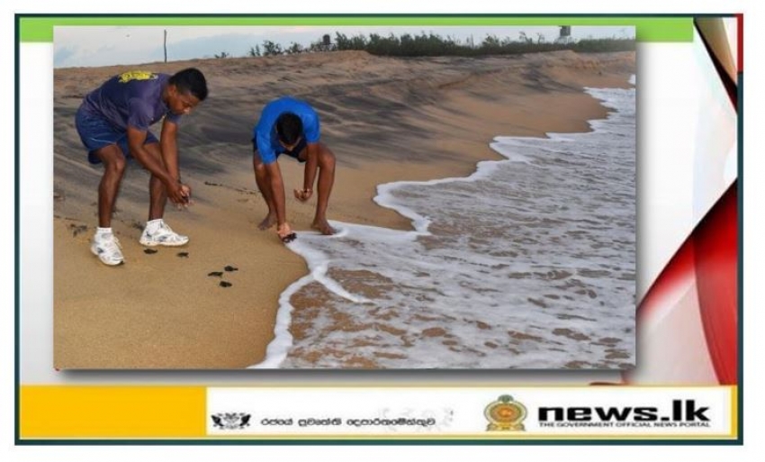 Seventy (70) sea turtle hatchlings released to the ocean by Navy turtle conservation project