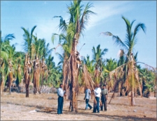 Rs.450 million paid for felling Coconut trees infected with leaf wilt disease
