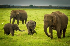 Unauthorized settlers in wild elephant habitats to be removed