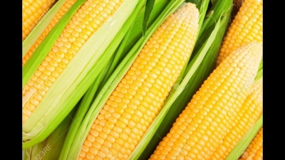 Sri Lanka maize output expected to be up 61%