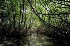 President announces project to protect mangrove forests