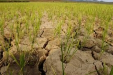 N. Korea hit by worst drought in 100 years