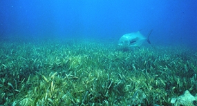 Workshop on Dugong and Seagrass Conservation Project