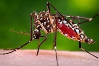 Dengue Prevention Week from today
