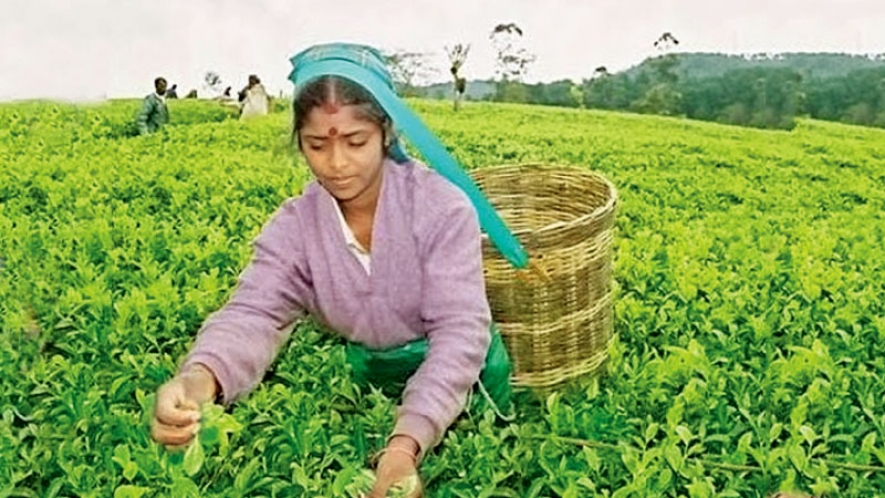 Tea exports up to 25.2 Mnkg in July