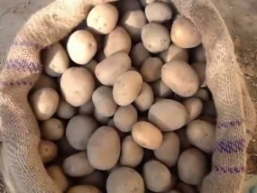 Potato imports suspended to protect local farmers