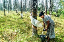 Govt. appoints two officers to solve rubber cultivators problems