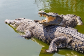 Steps to release Crocodiles in Menik Ganga to Yala