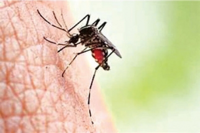 Wolbachia bacteria mosquitoes to help fight dengue