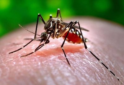 Govt. introduces new bacteria to control dengue