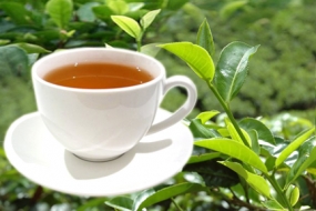 World tea market could be conquered by producing quality tea